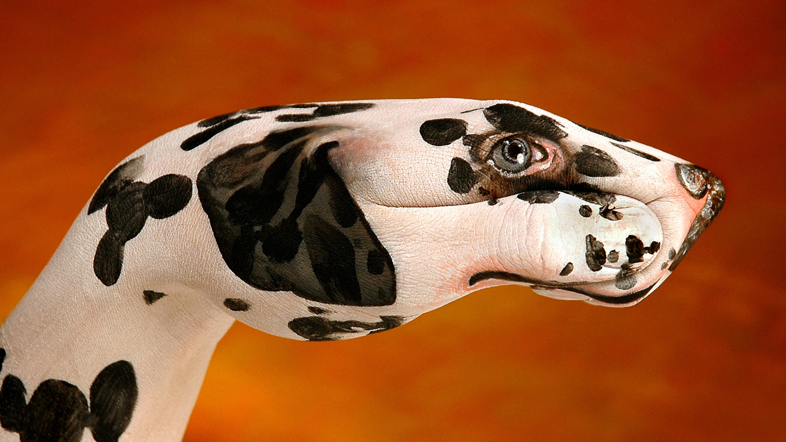 Далматинец