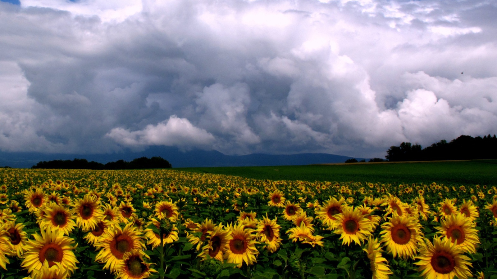 Подсолнухи и облака