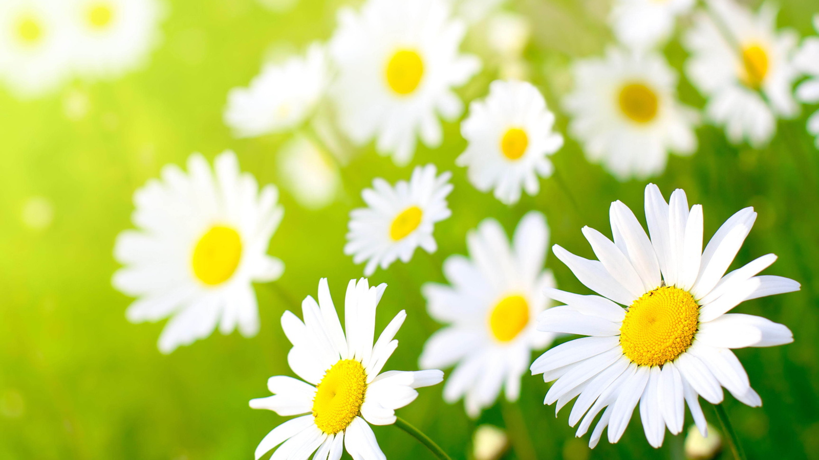 Полевые ромашки