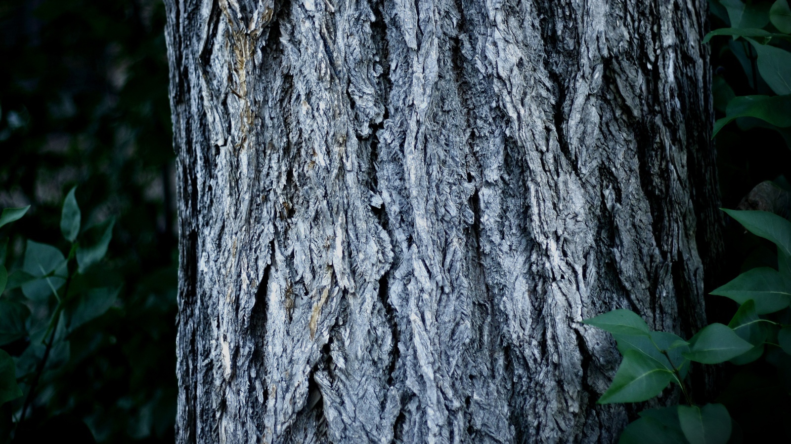 Ствол дерева