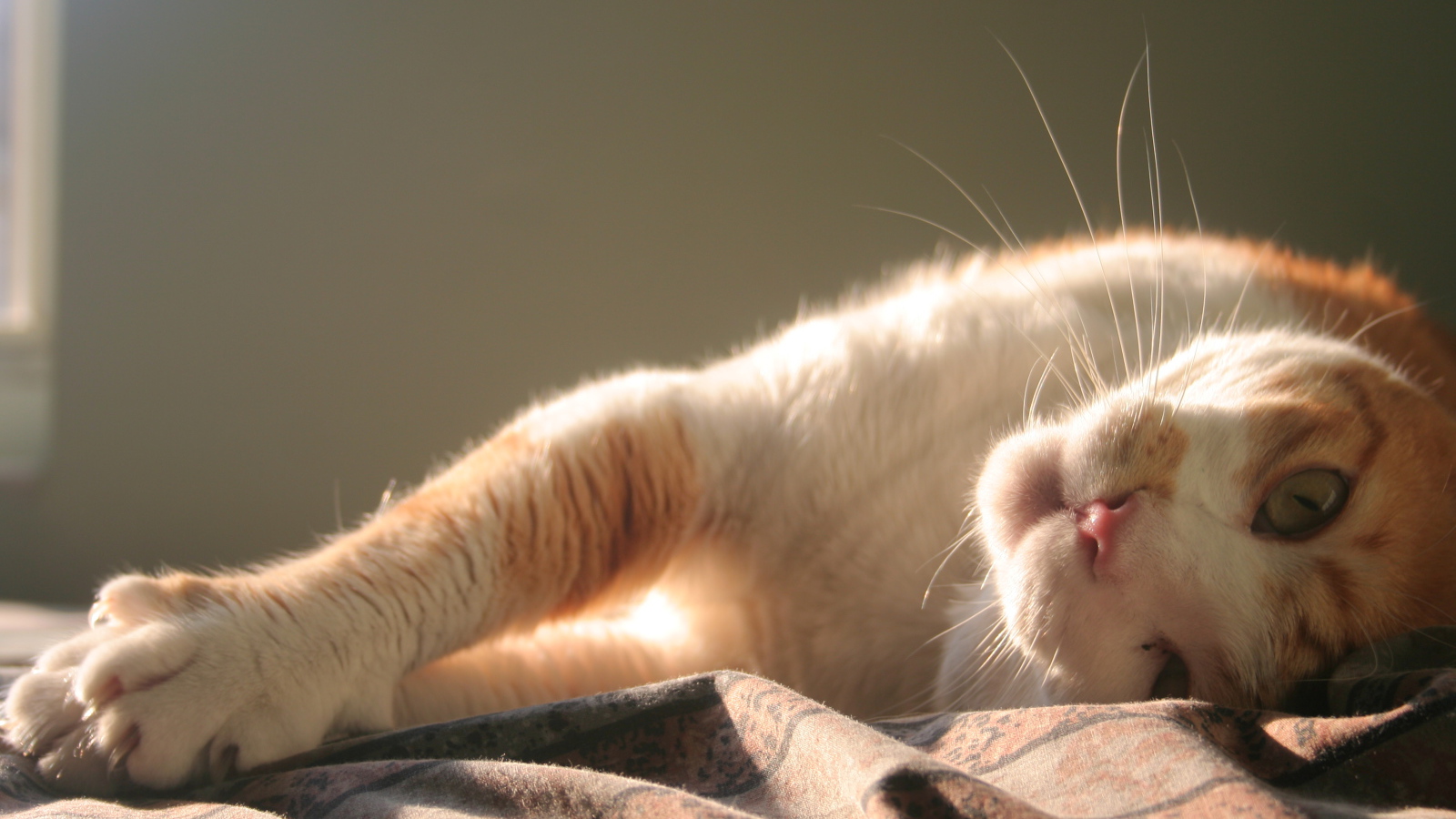 Нежная кошка