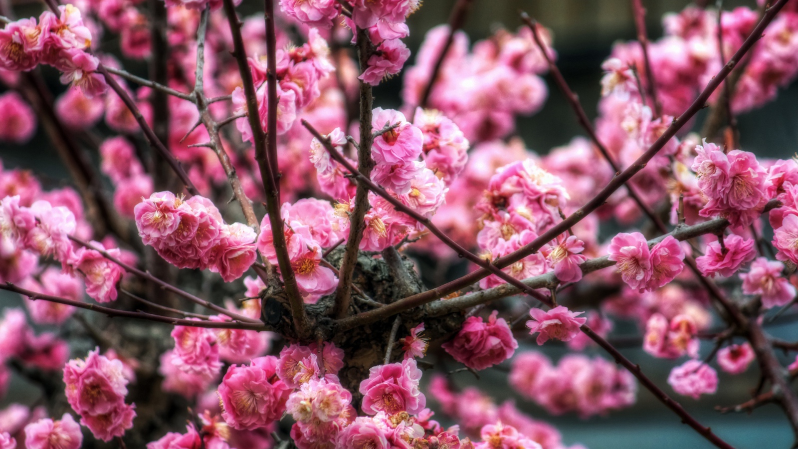 Цветы сакуры