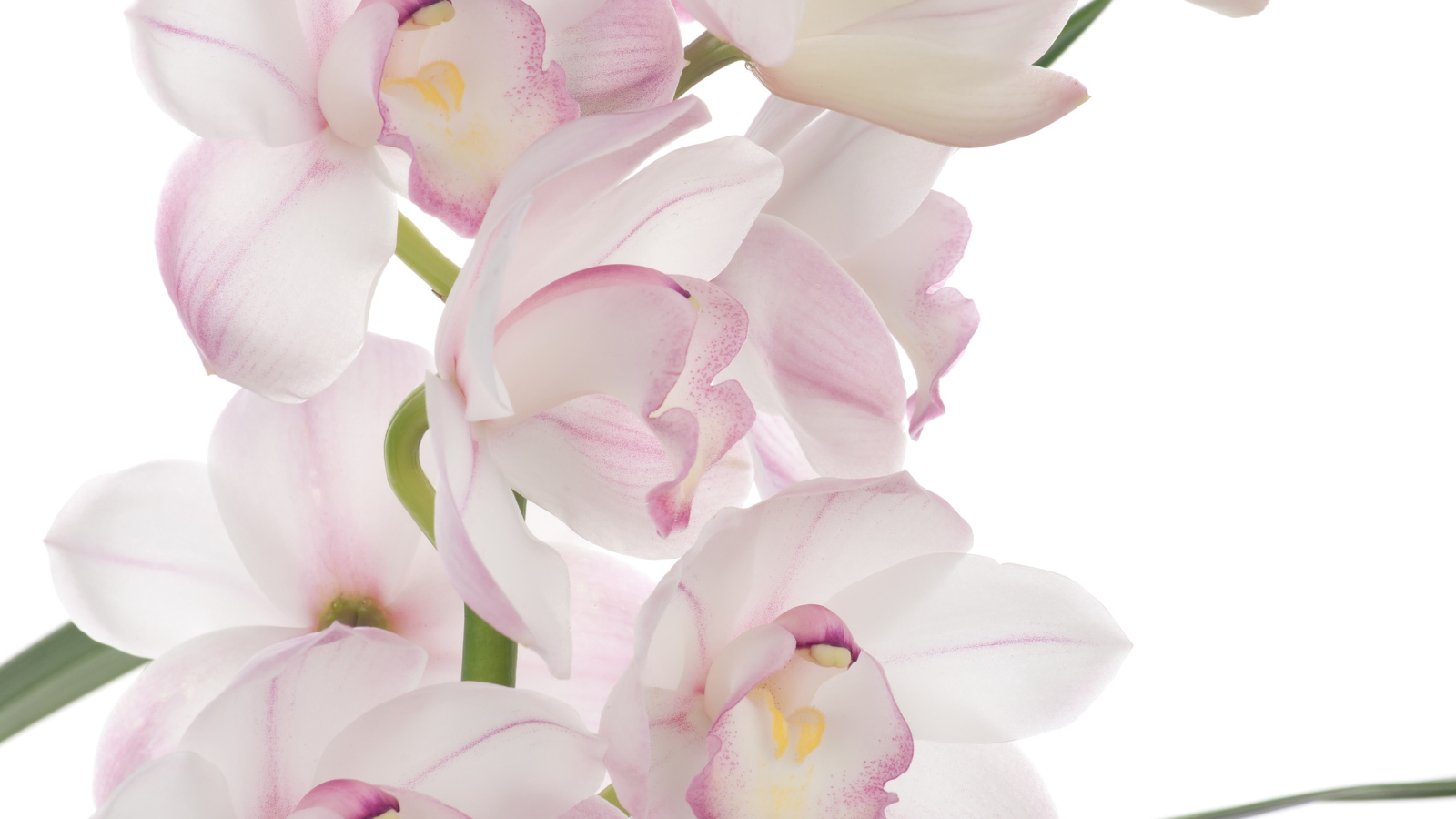 Розовая орхидея