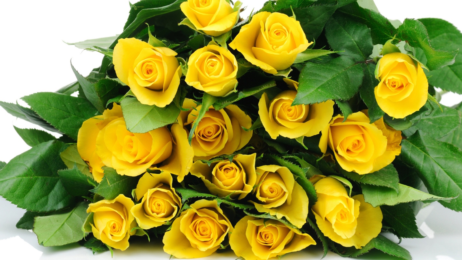 Желтые розы