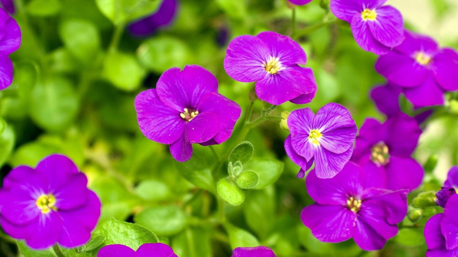 Яркие соцветия