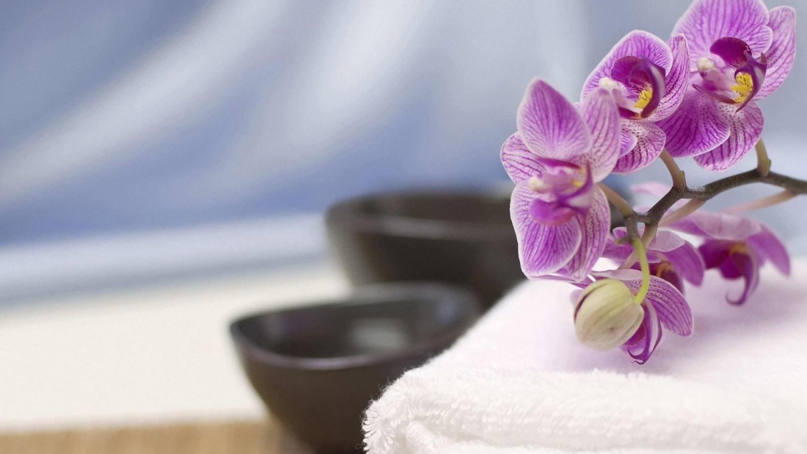 Веточка орхидеи