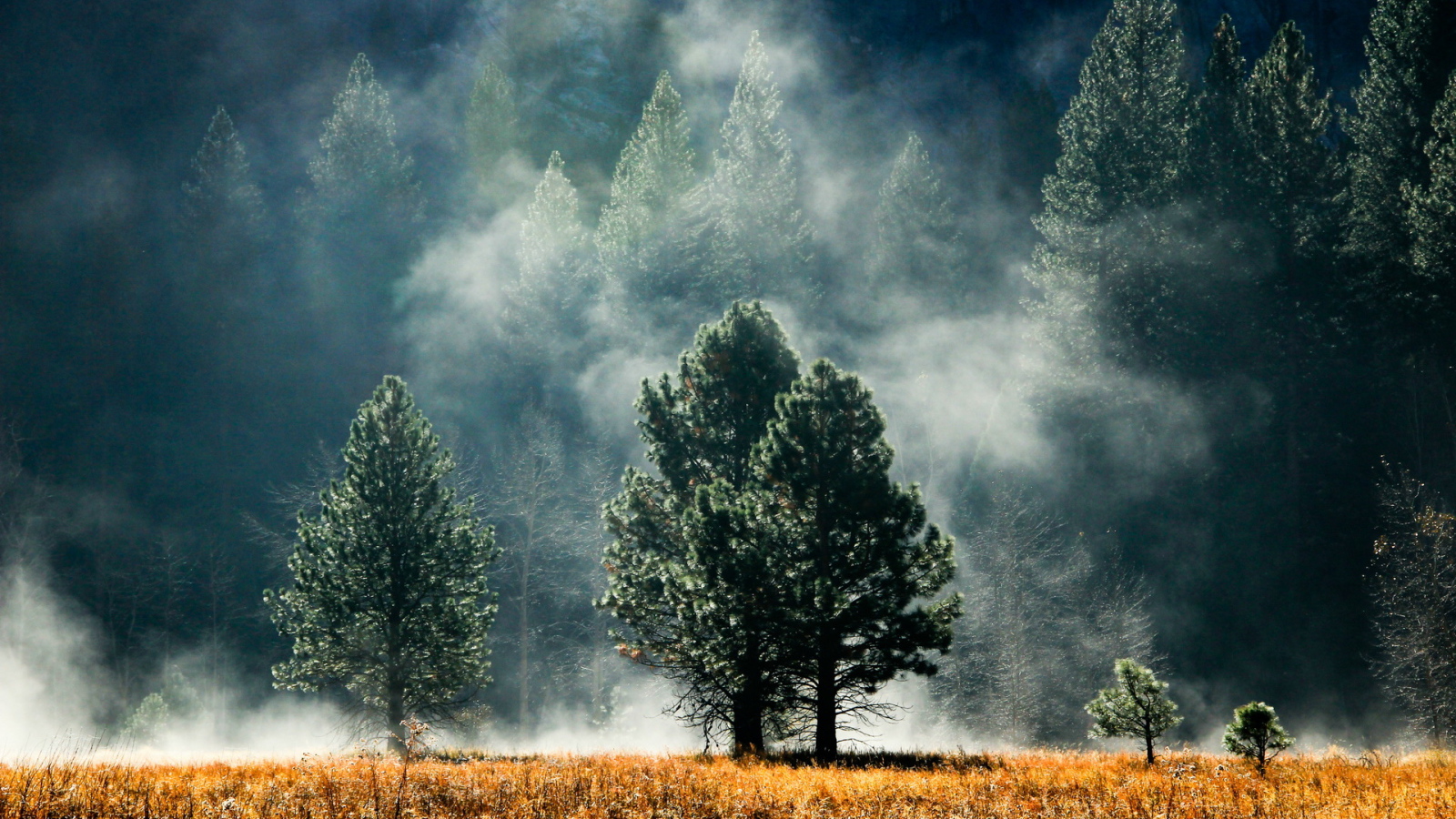 Лес в тумане