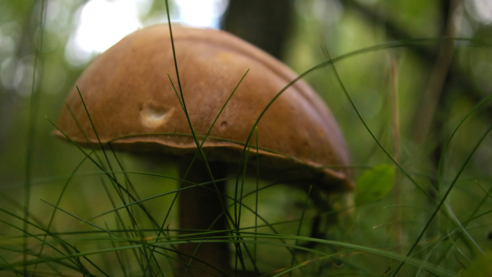 гриб Подберезовик