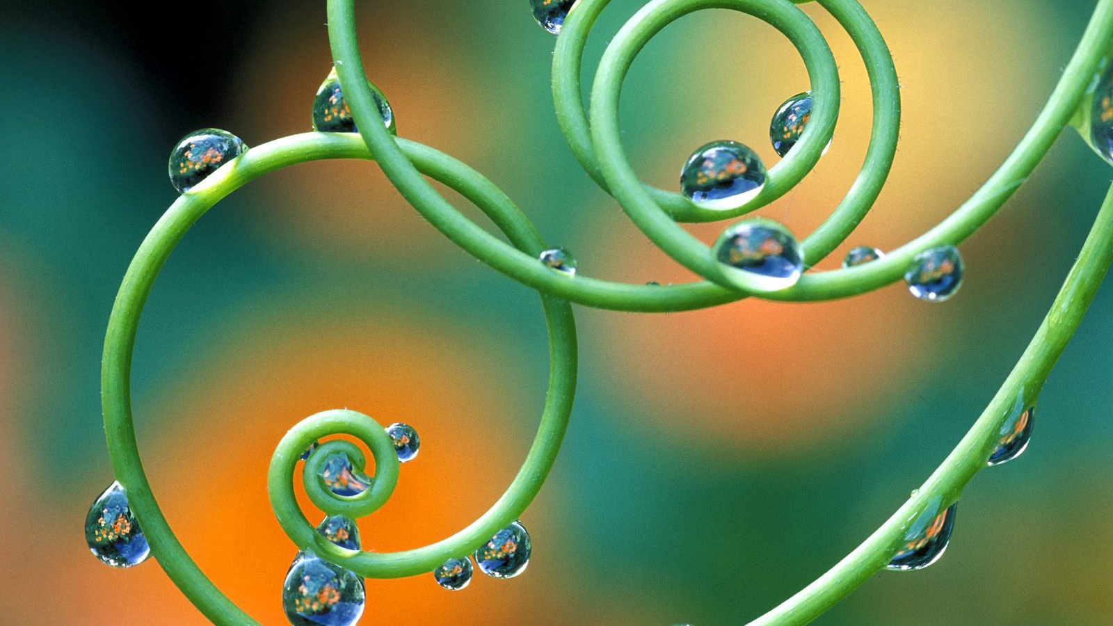 Капельки росы