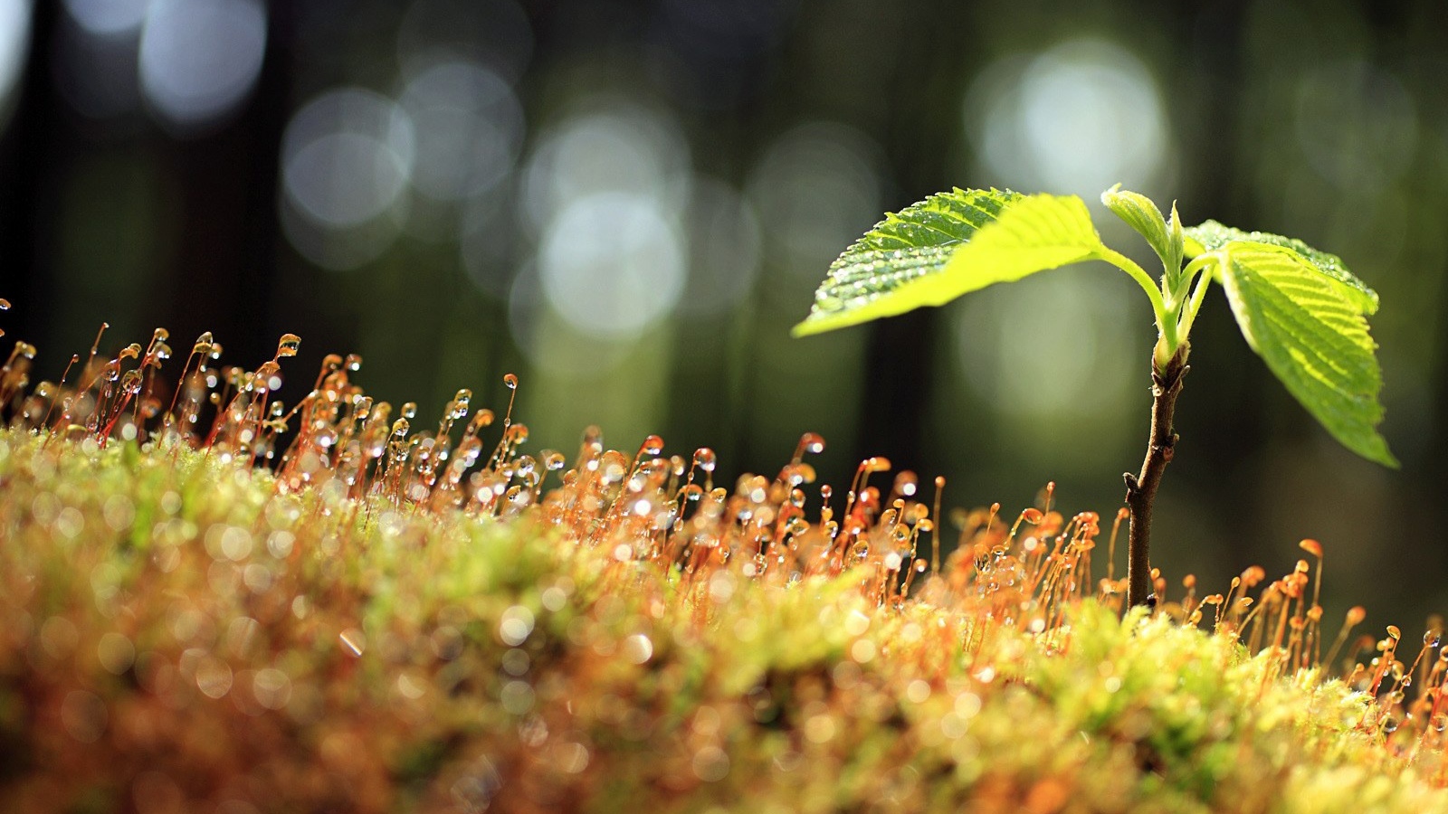 Утренний мох