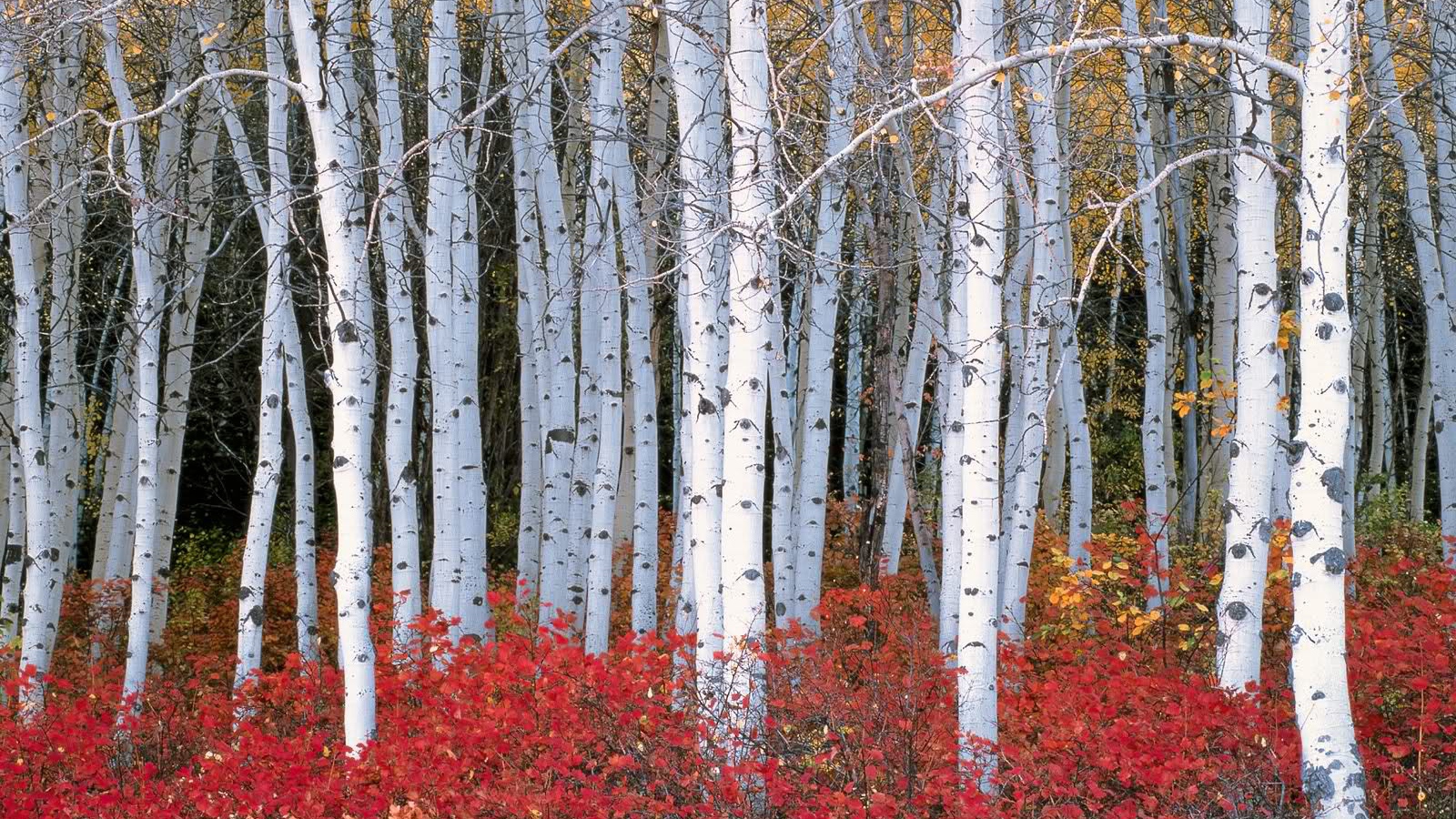 Autumn birches