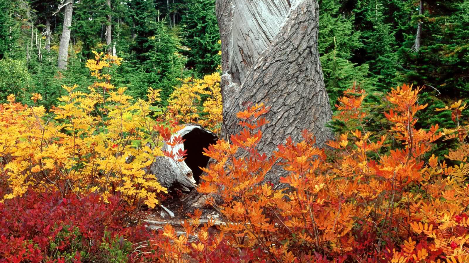 Старое дерево в осеннем лесу