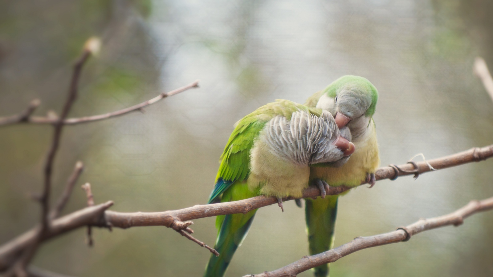 Птичья любовь