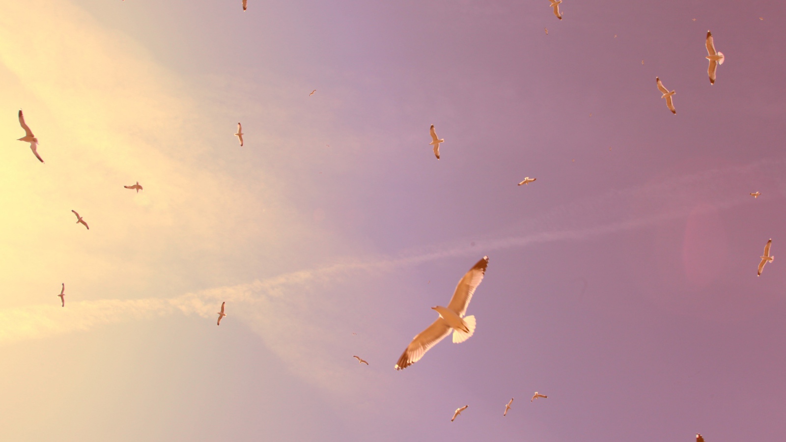 Птицы в полете