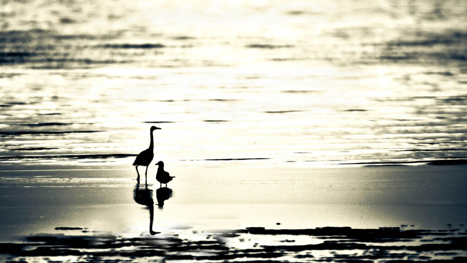 Птицы на пляже