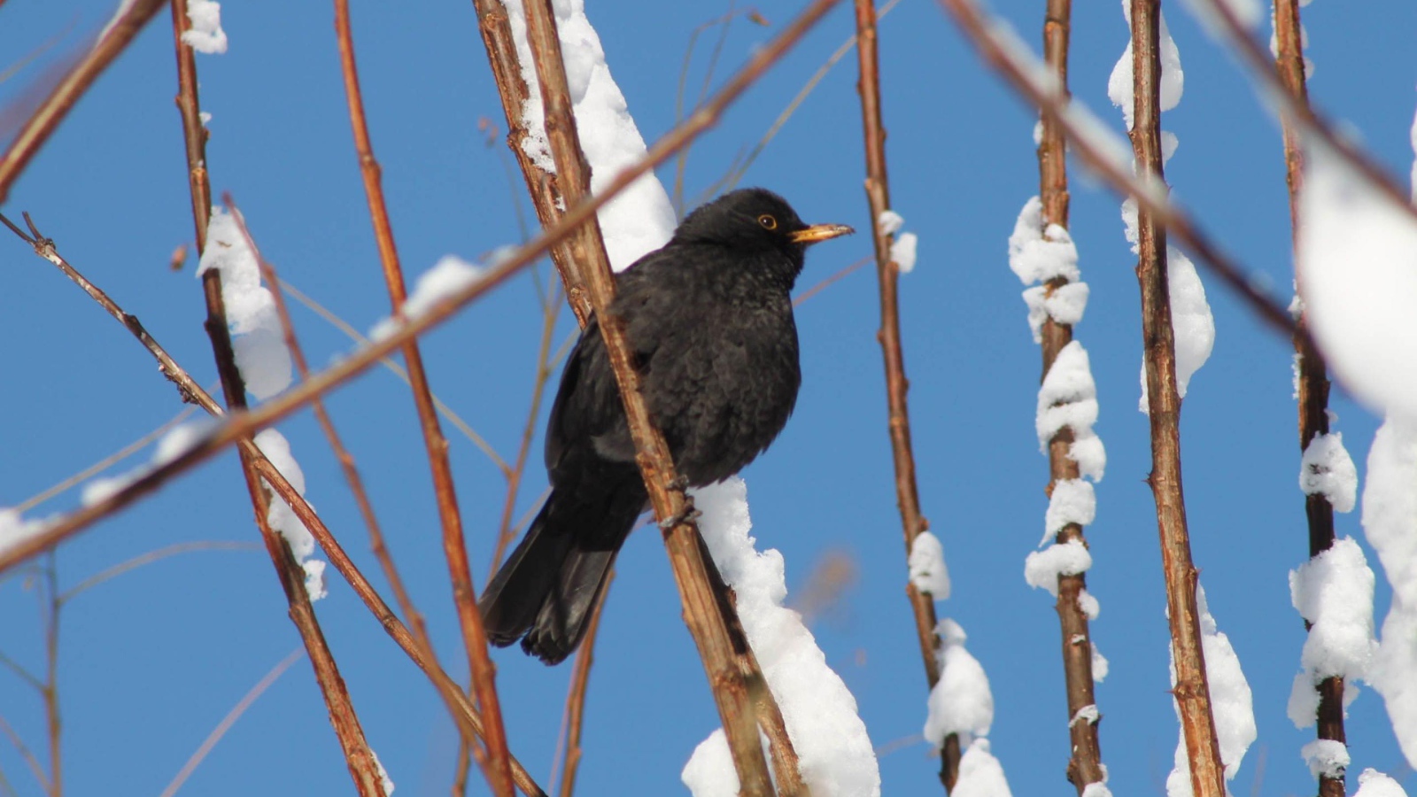 Черная птичка