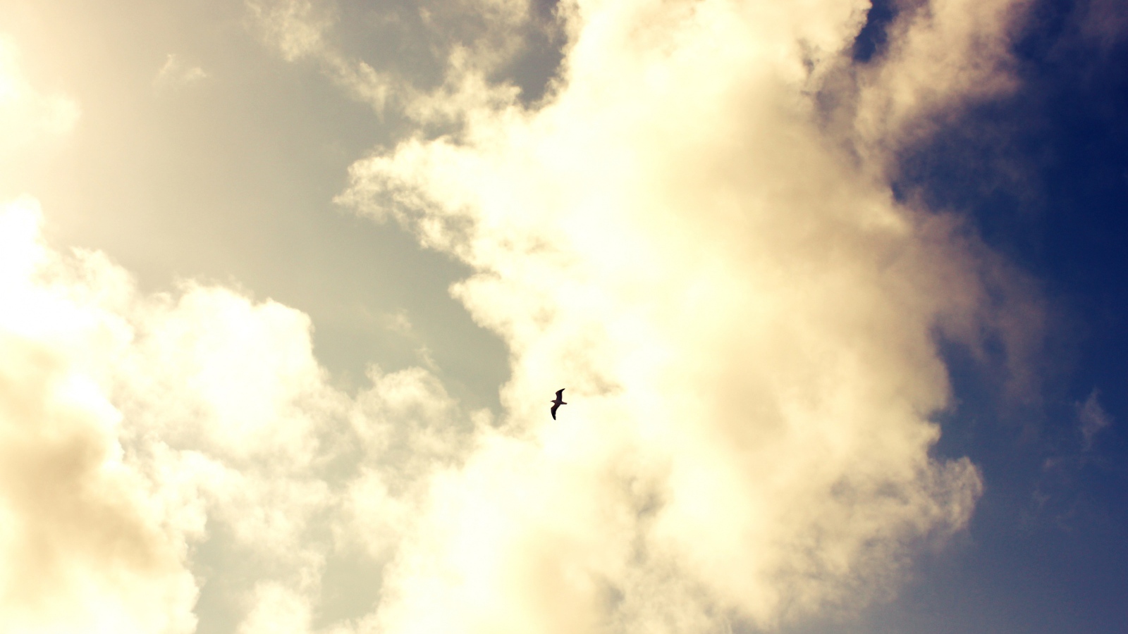 Одинокая птица в небе