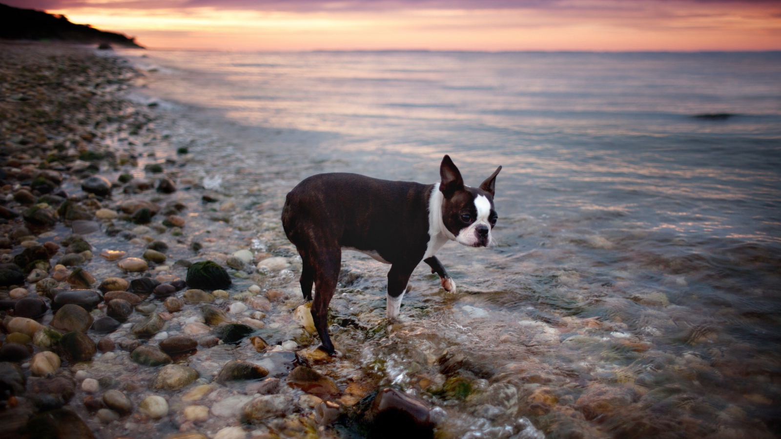 Черный пес у моря