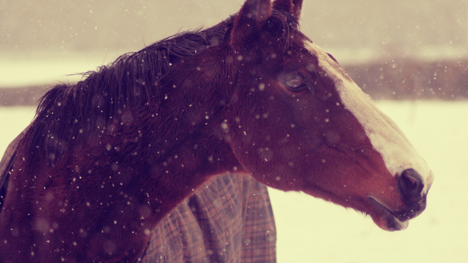Лошадь зимой