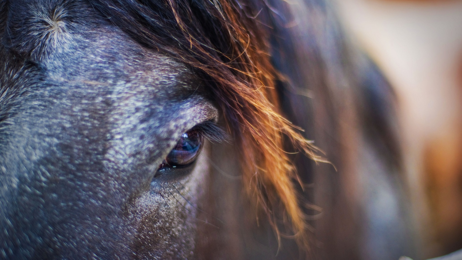 Лошадиный взгляд