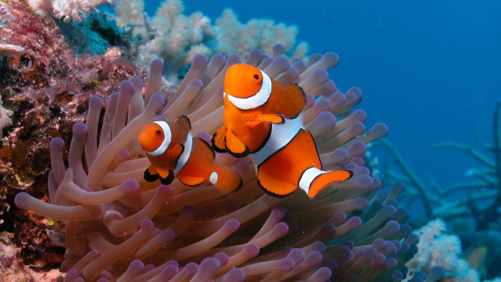 Рыба-клоун и актиния