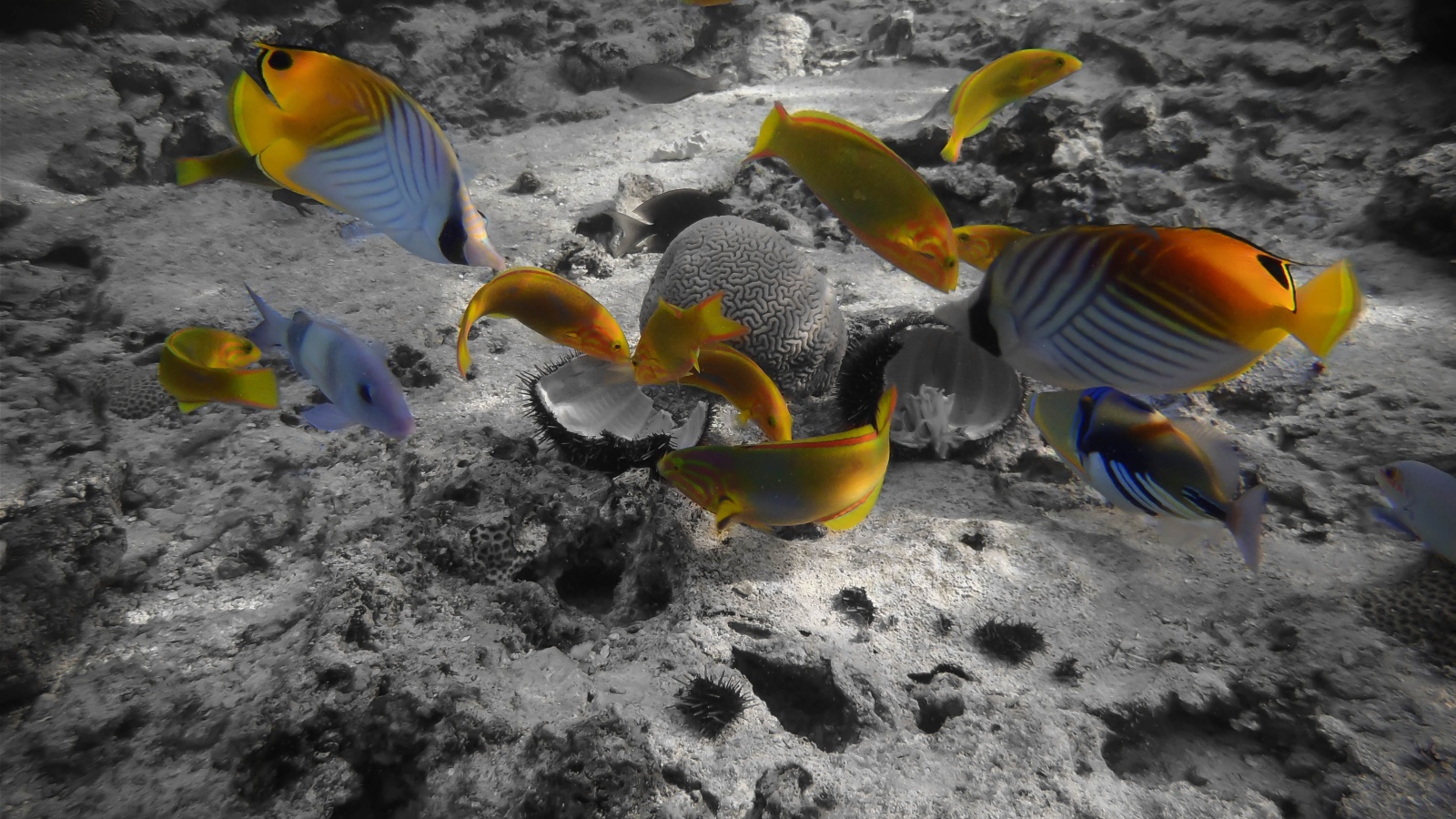 Раротонга под водой