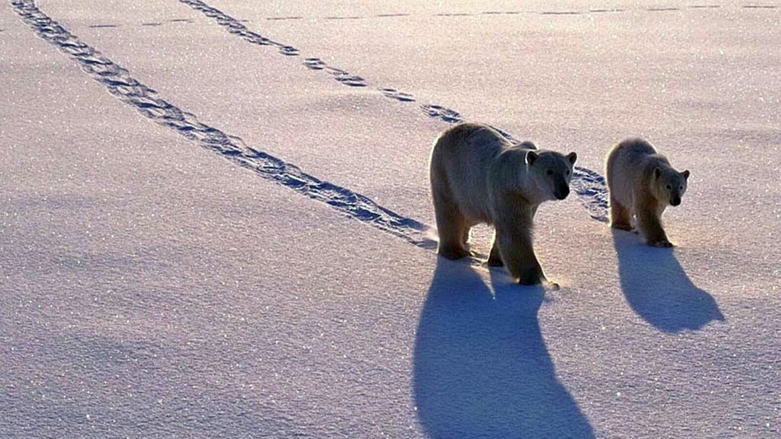 Полярные медведь с медвежонком