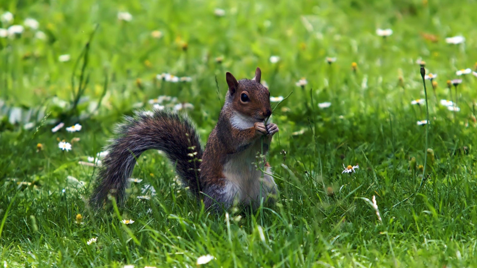 Белка с веточкой