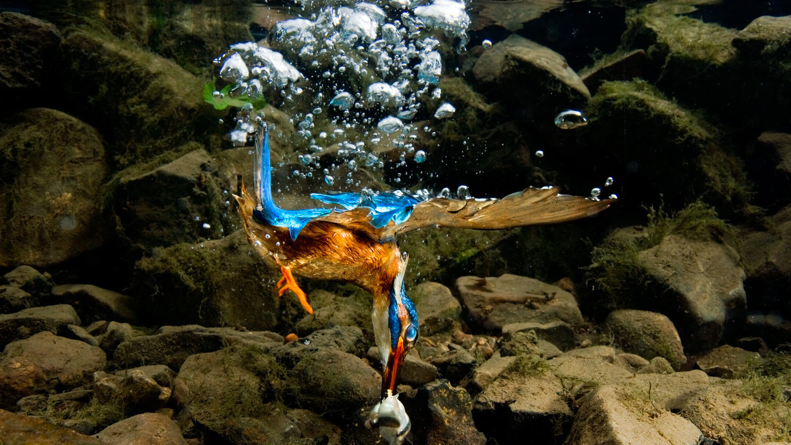 Птица нырнула в воду