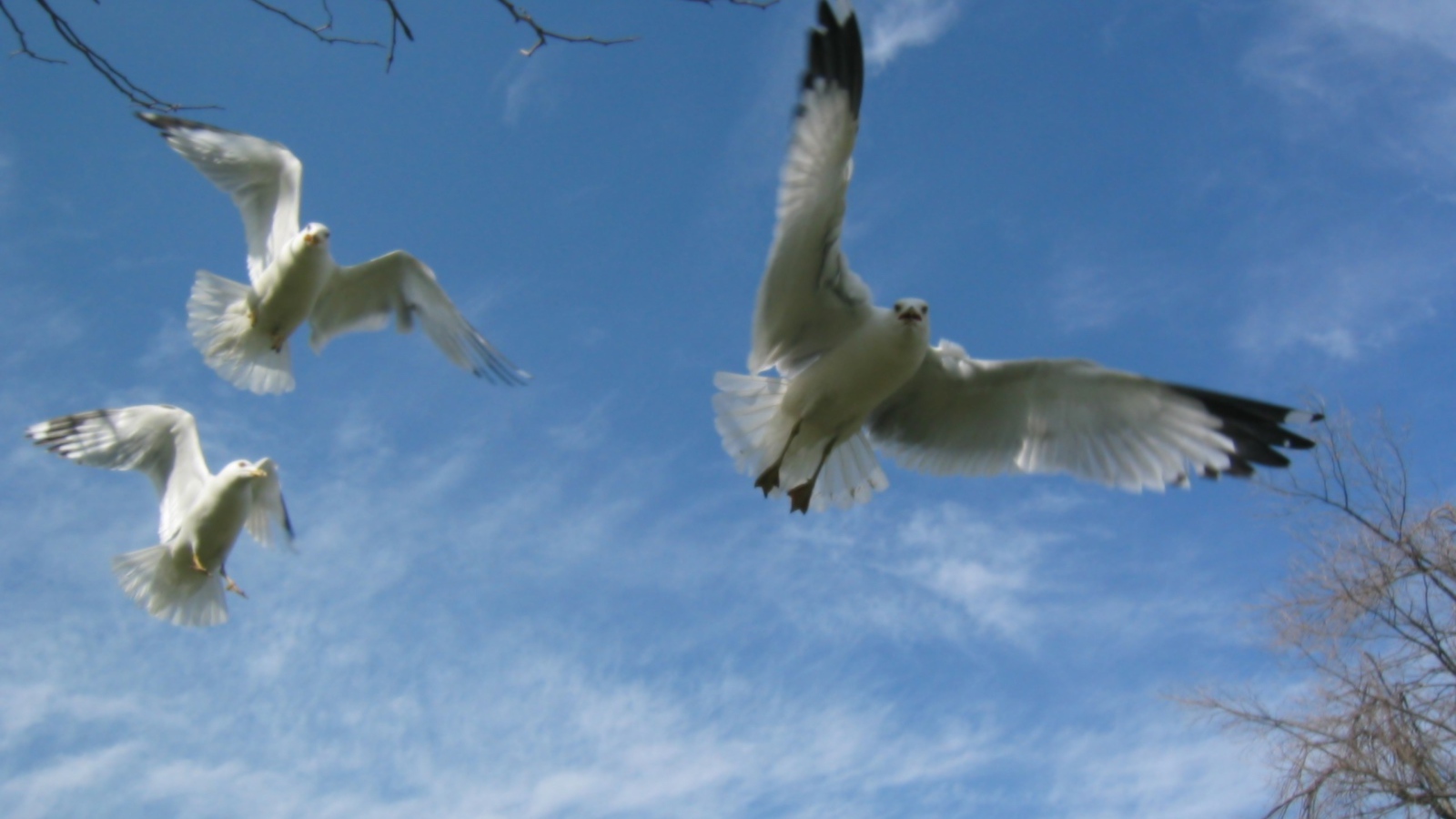 Птицы Чайки в полете