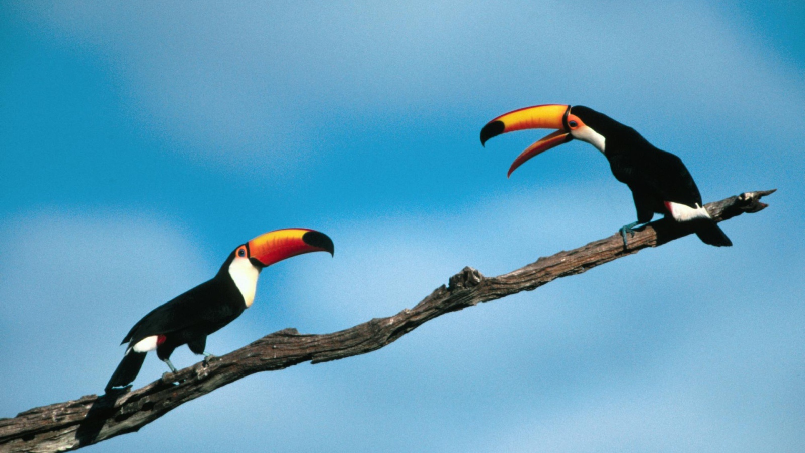 Птицы туканы сидят на ветке