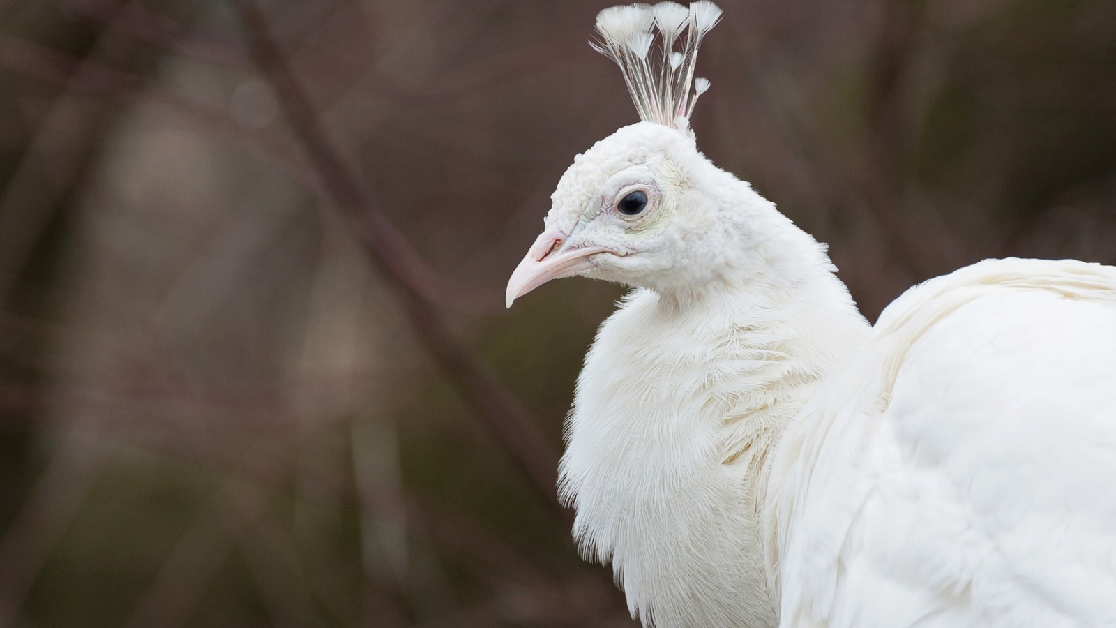Голова белого павлина