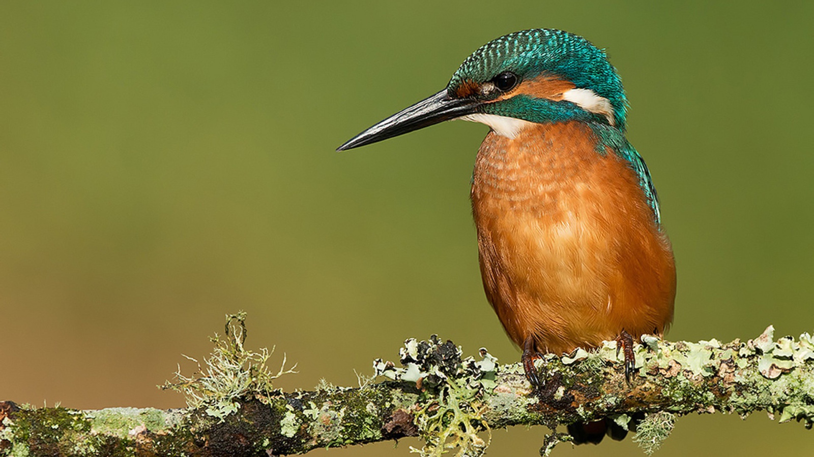 Птичка с большим клювом