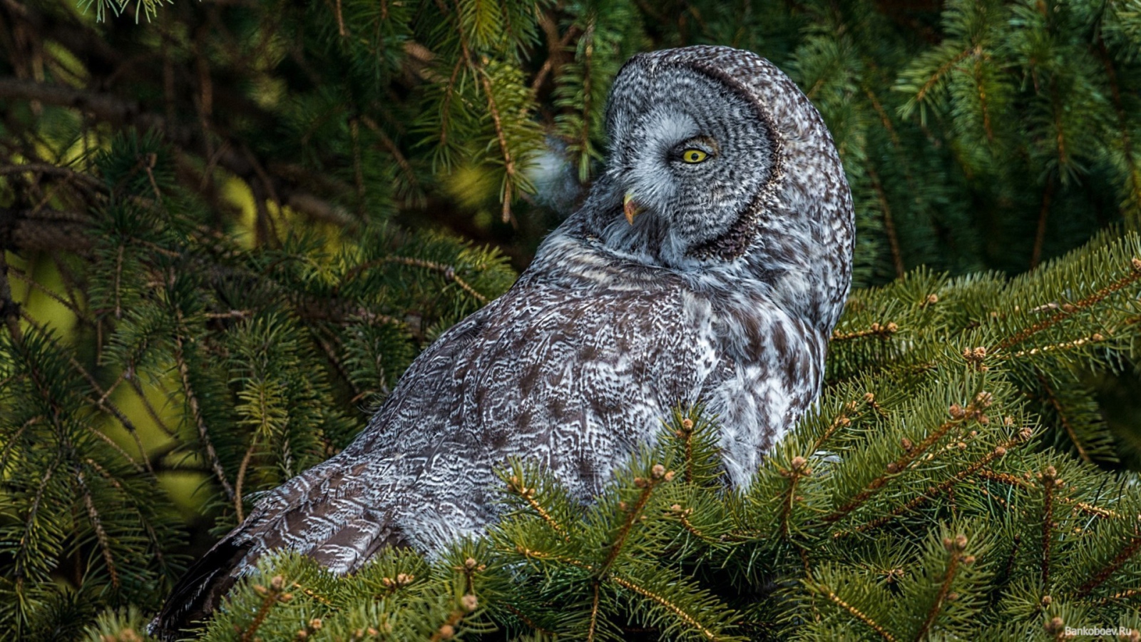 Сова сидит на дереве