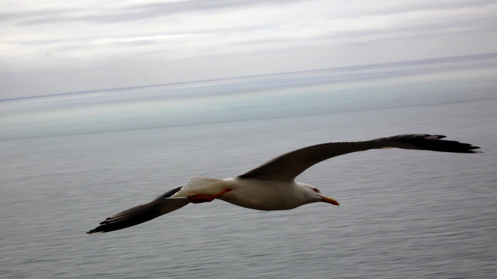 Чайка в полете