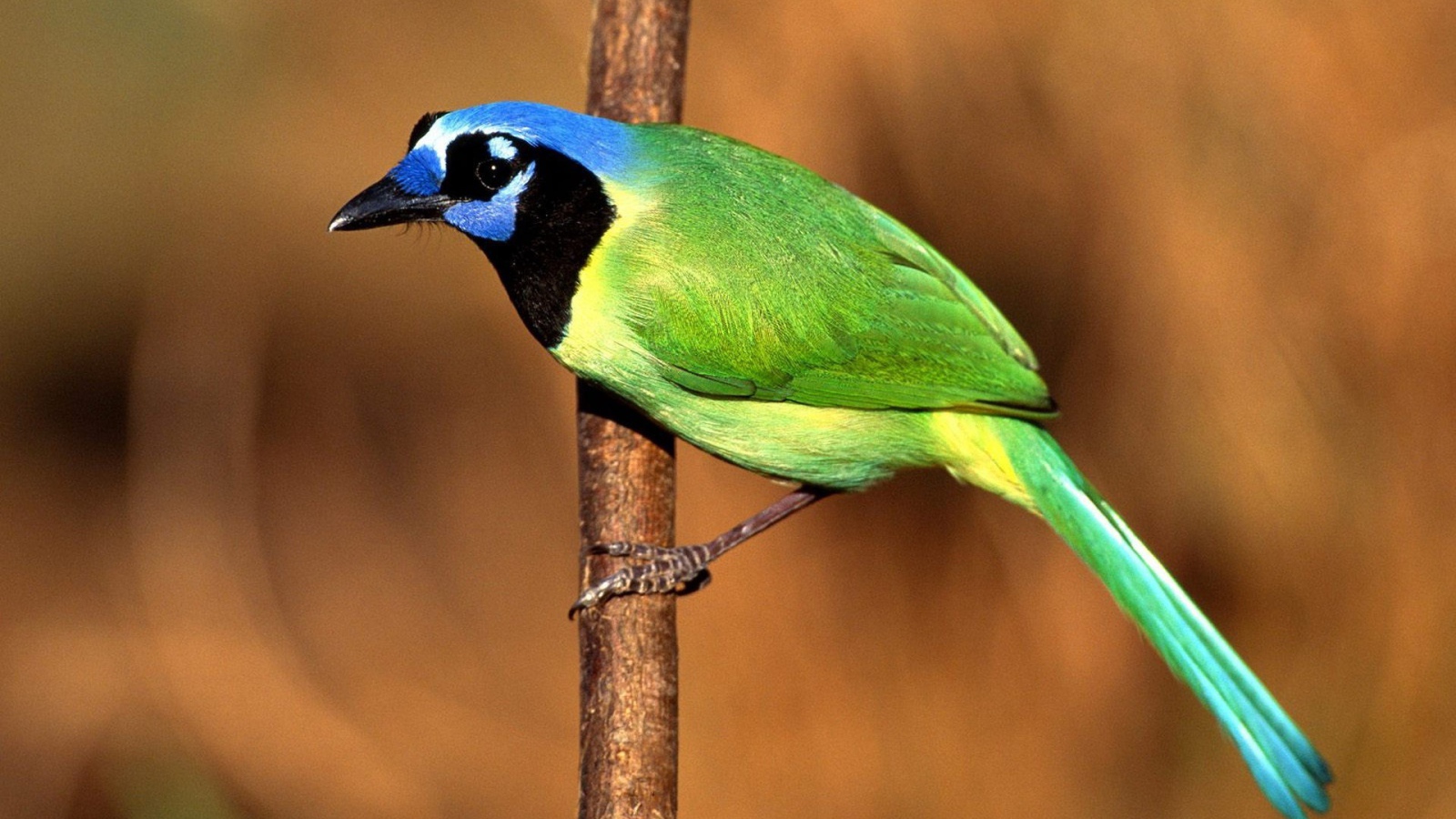 Птица Сойка