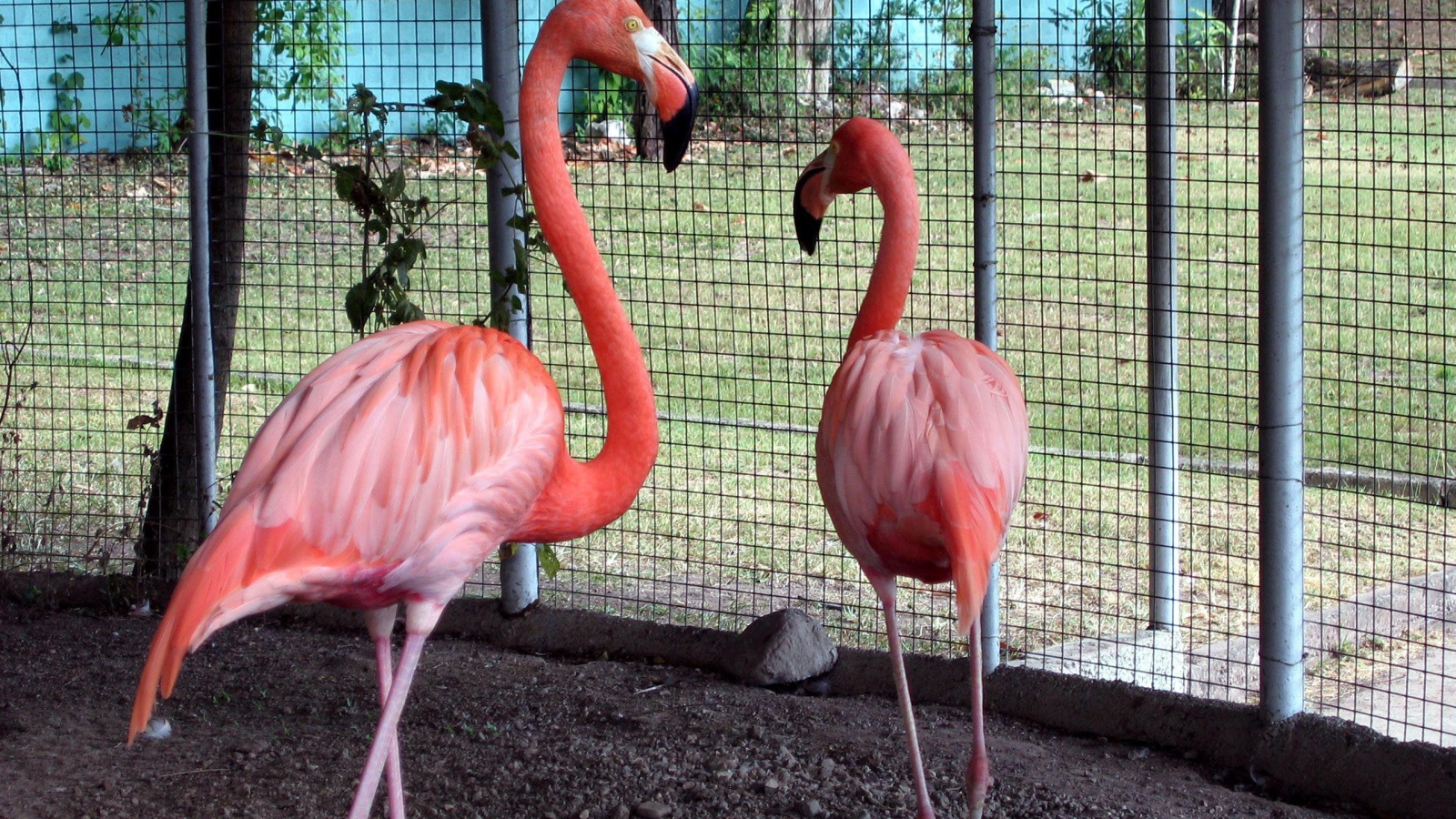Розовые фламинго в зоопарке