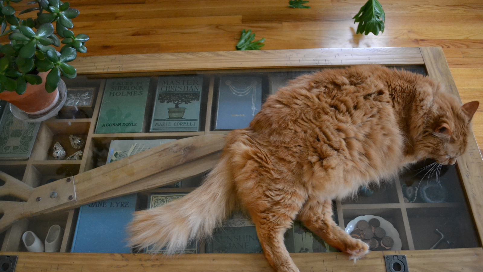 Толстый рыжий кот спит на столе