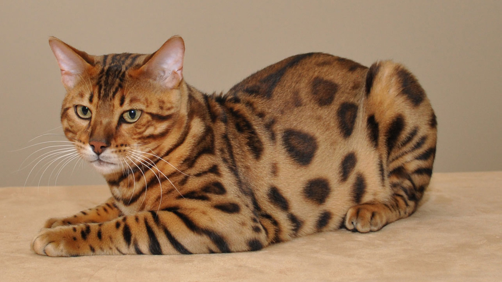 Красивый бенгальский кот позирует