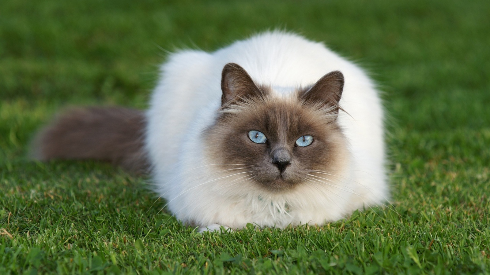 Красивый пушистый сиамский кот на траве