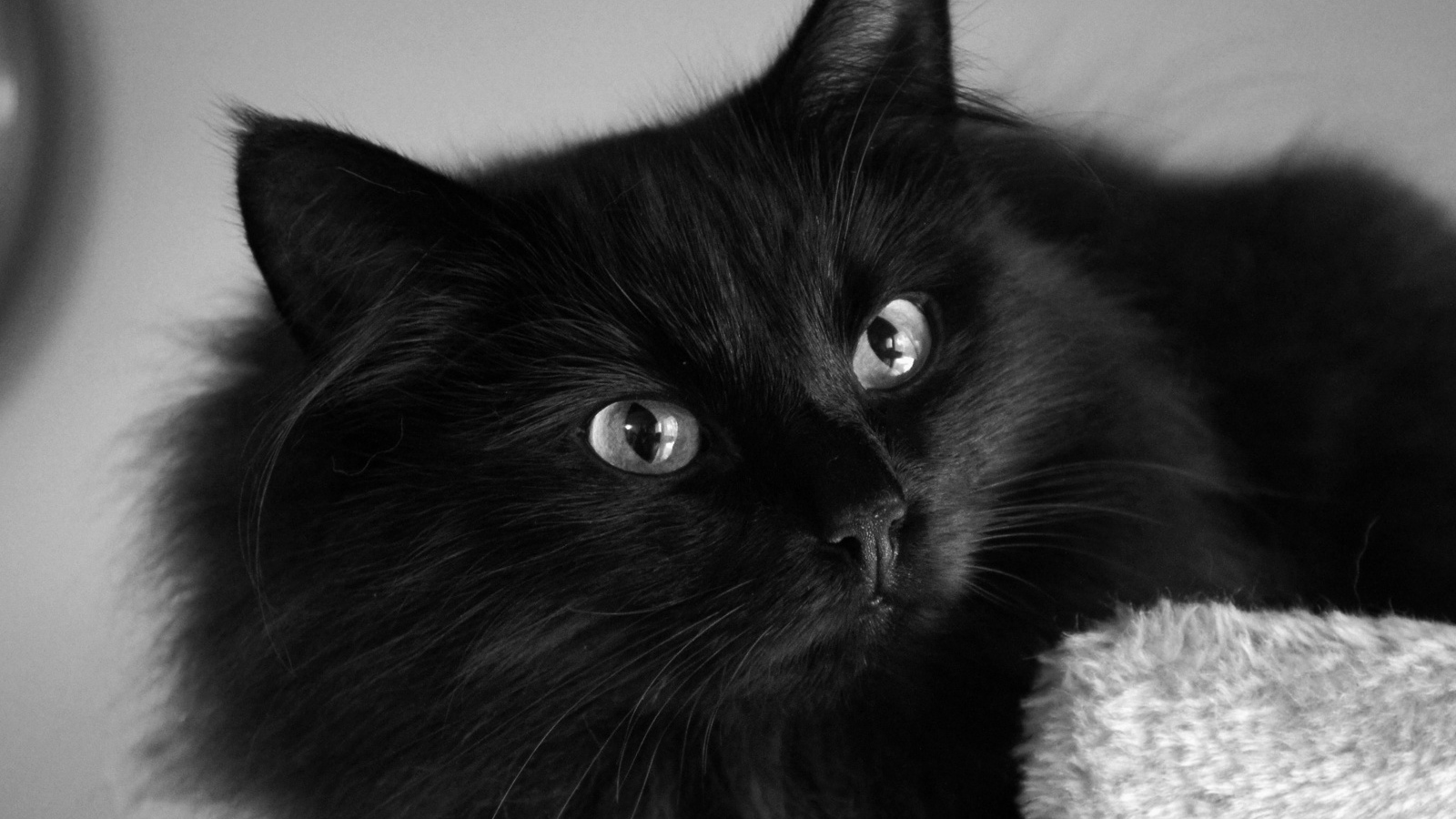 Пушистый красивый чёрный кот