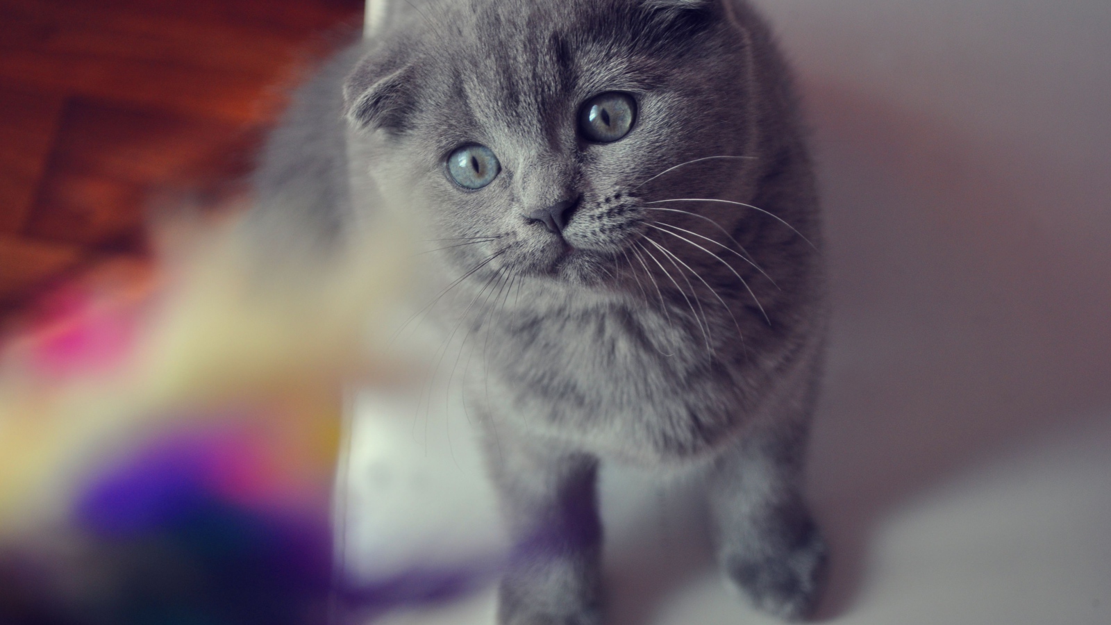 Красивый серый шотландский вислоухий кот с серыми глазами