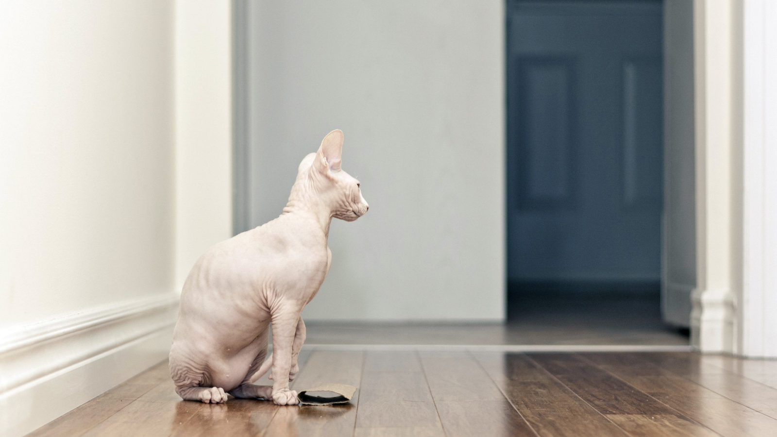 Красивый кот сфинкс сидит на полу