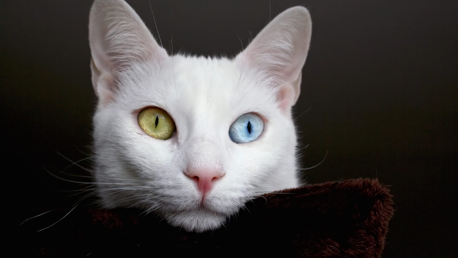 Beautiful white cat with different eyes thinking about eternity