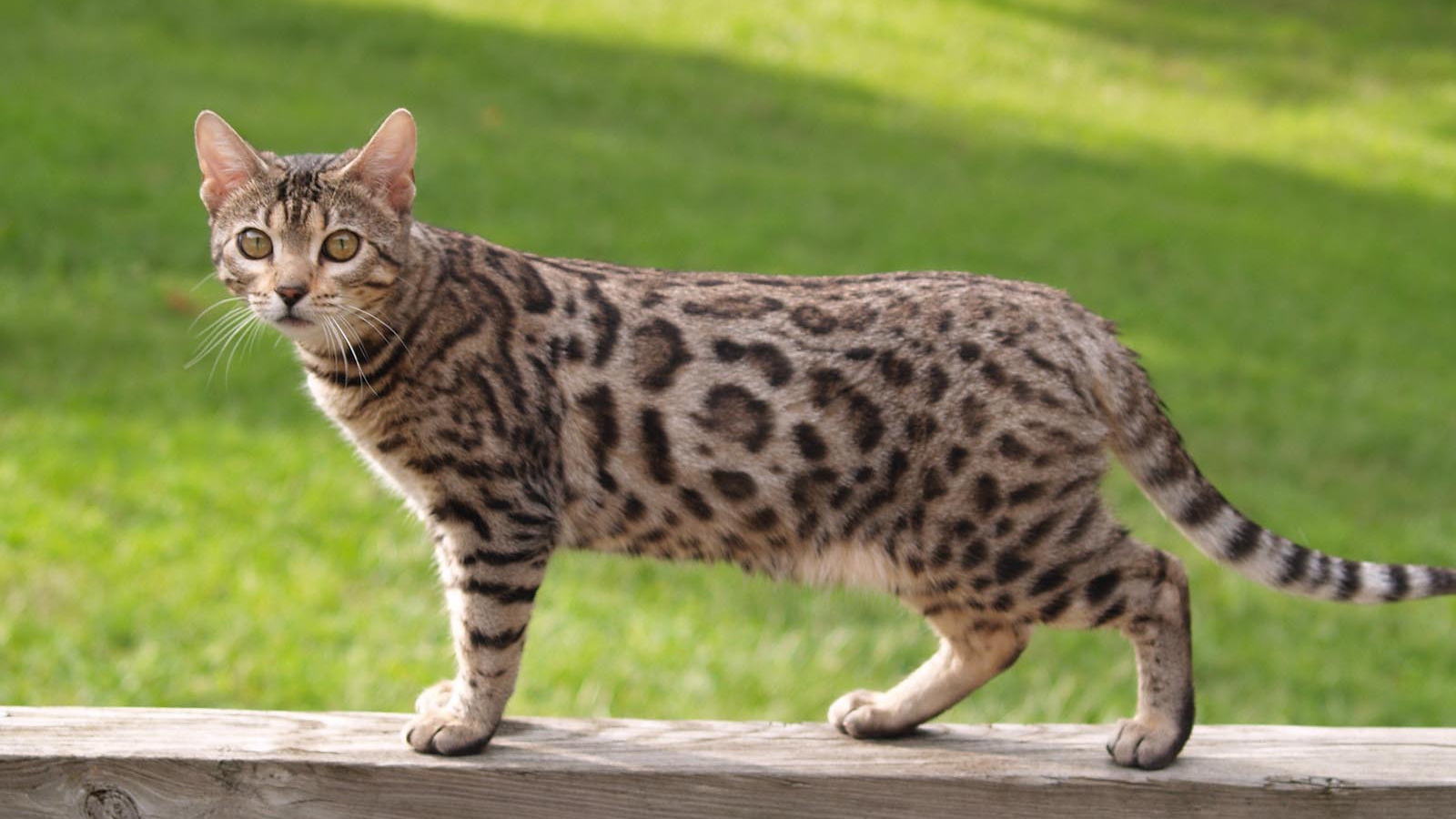 Бенгальский кот на заборе