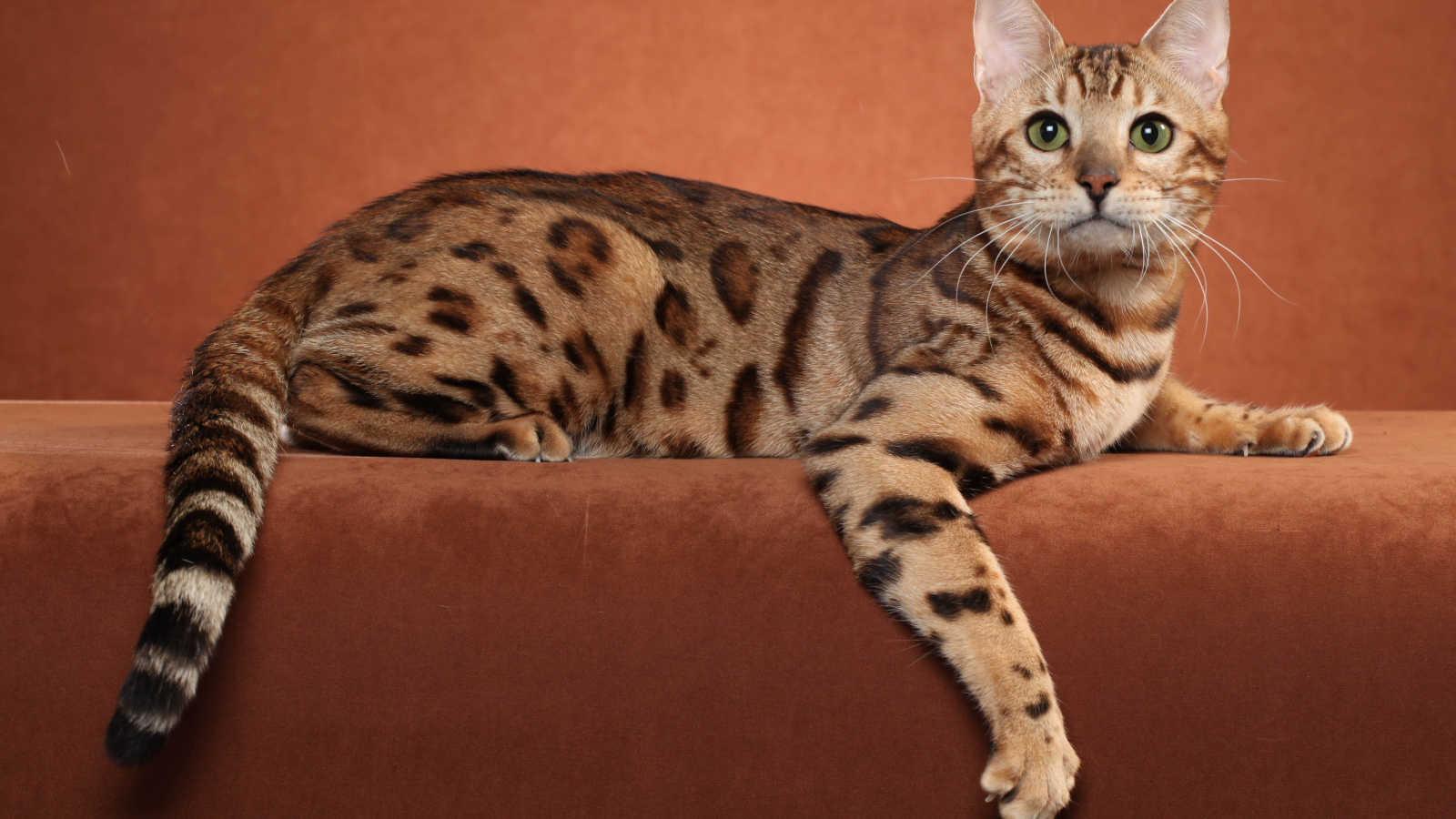Бенгальский кот позирует на коричневом фоне