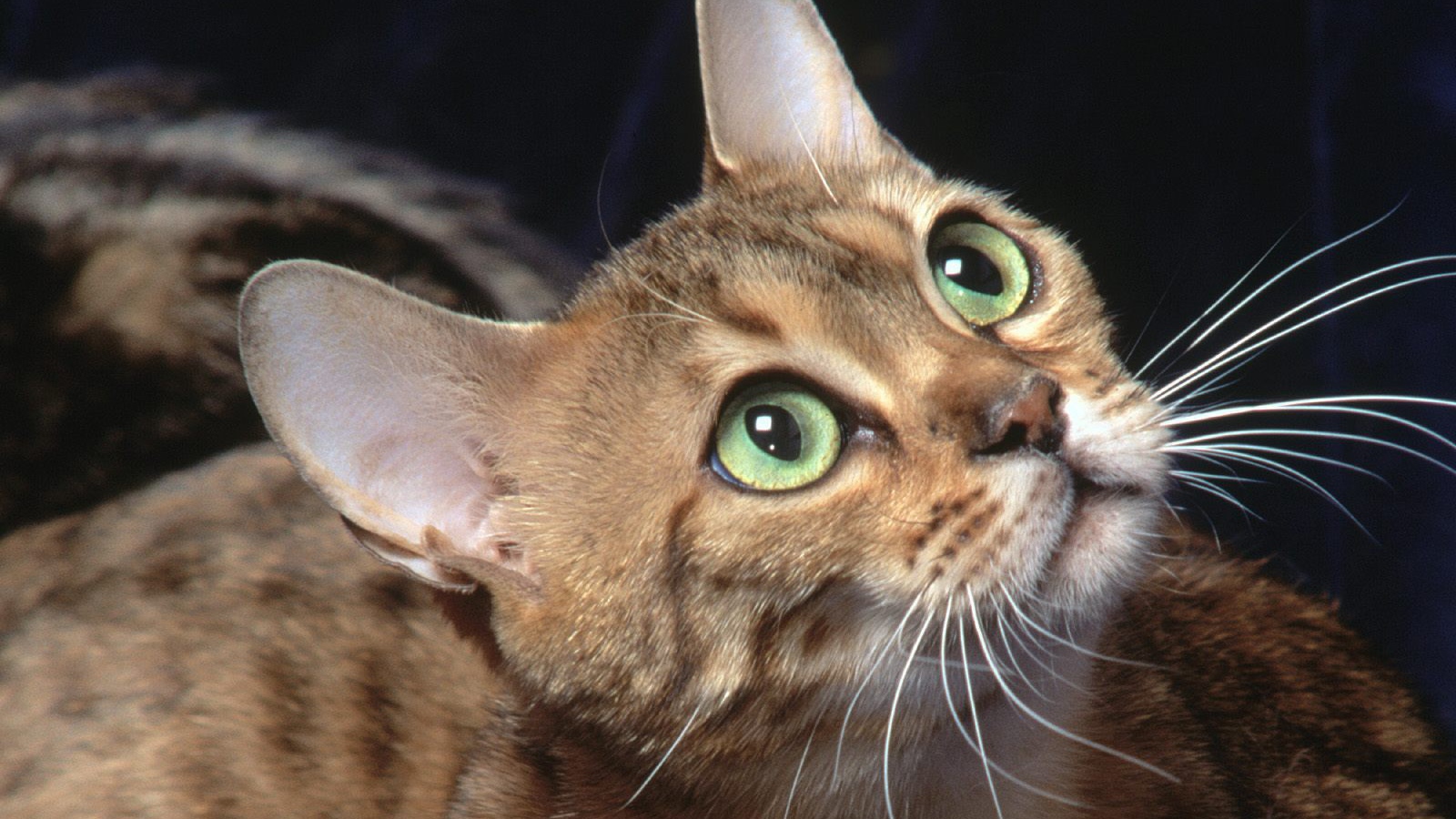 Бенгальский зеленоглазый кот что-то увидел