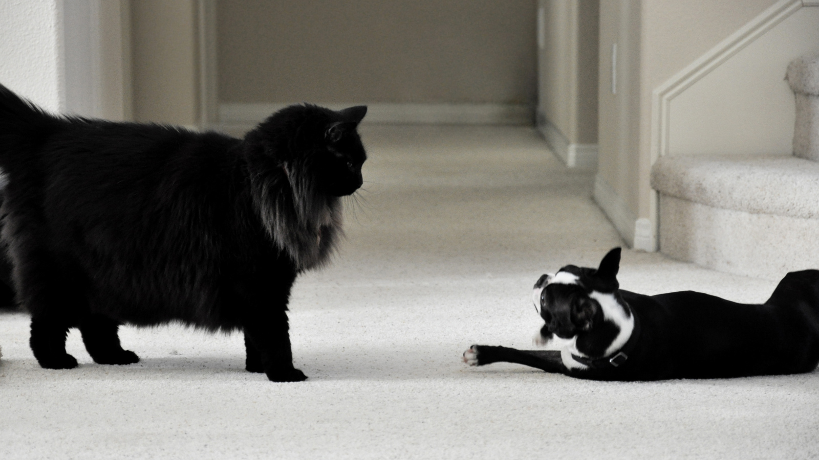 Чёрный кот мейн-кун и собака