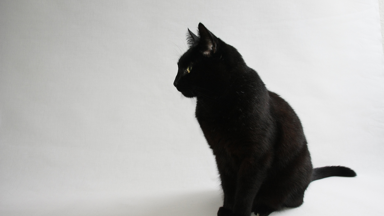 Чёрный кот на белом фоне
