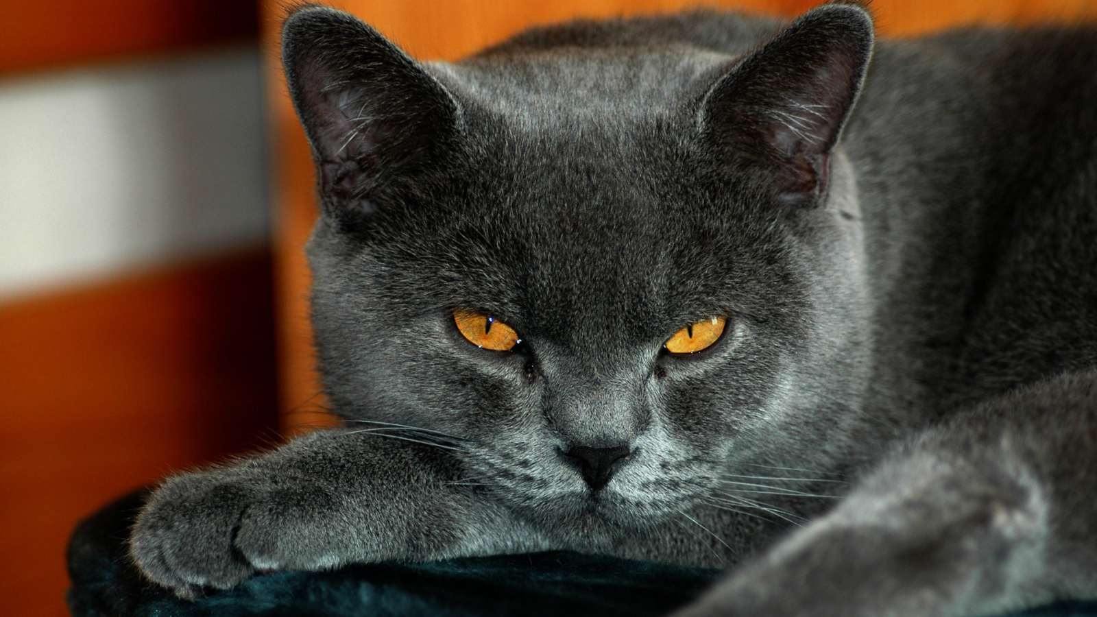 Спокойный британскй кот